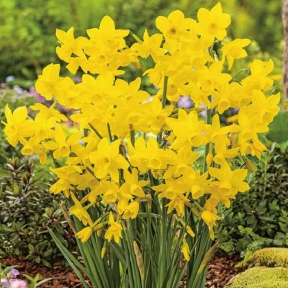 Narcis Golden Bouquet - Narcissus - cibule narcisů  - 3 ks