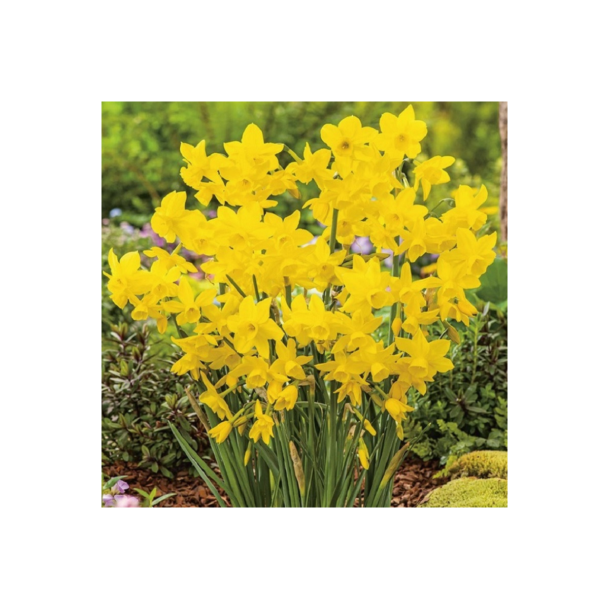 Narcis Golden Bouquet - Narcissus - cibule narcisů  - 3 ks