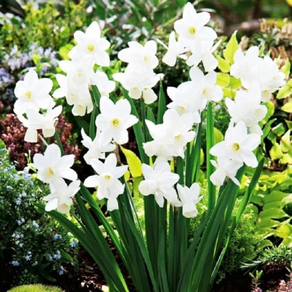 Narcis Silver Bouquet - Narcissus - cibule narcisu - 3 ks