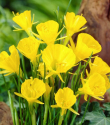Narcis Golden bells - Narcissus bulbocodium - cibule narcisů - 3 ks