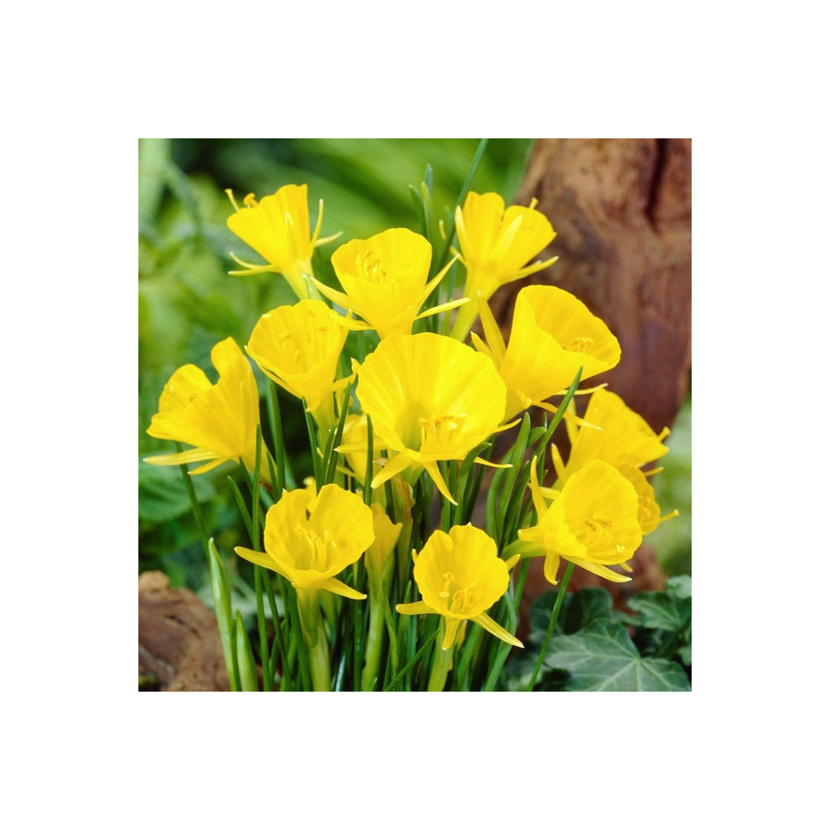 Narcis Golden bells - Narcissus bulbocodium - cibule narcisů - 3 ks