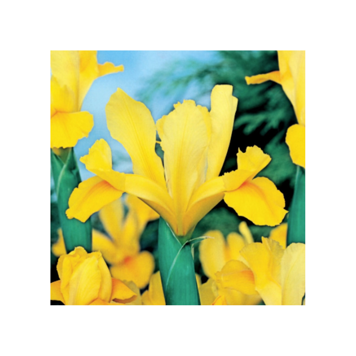 Kosatec holandský Golden Harvest - Iris hollandica - cibulky kosatců - 3 ks