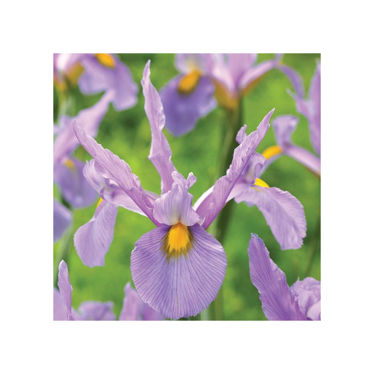 Kosatec holandský Pink Panter - Iris hollandica - cibulky kosatců - 3 ks