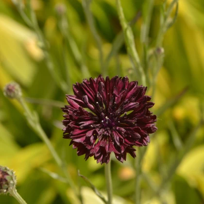 Chrpa černá - Centaurea cyanus - osivo chrpy - 50 ks