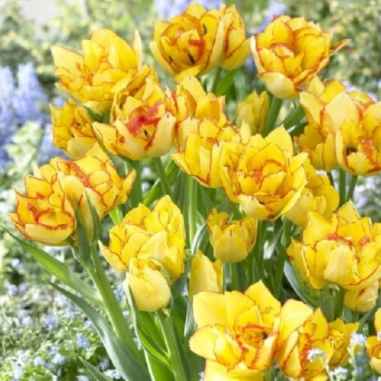 Tulipán Aquilla - Tulipa - cibule tulipánů - 3 ks