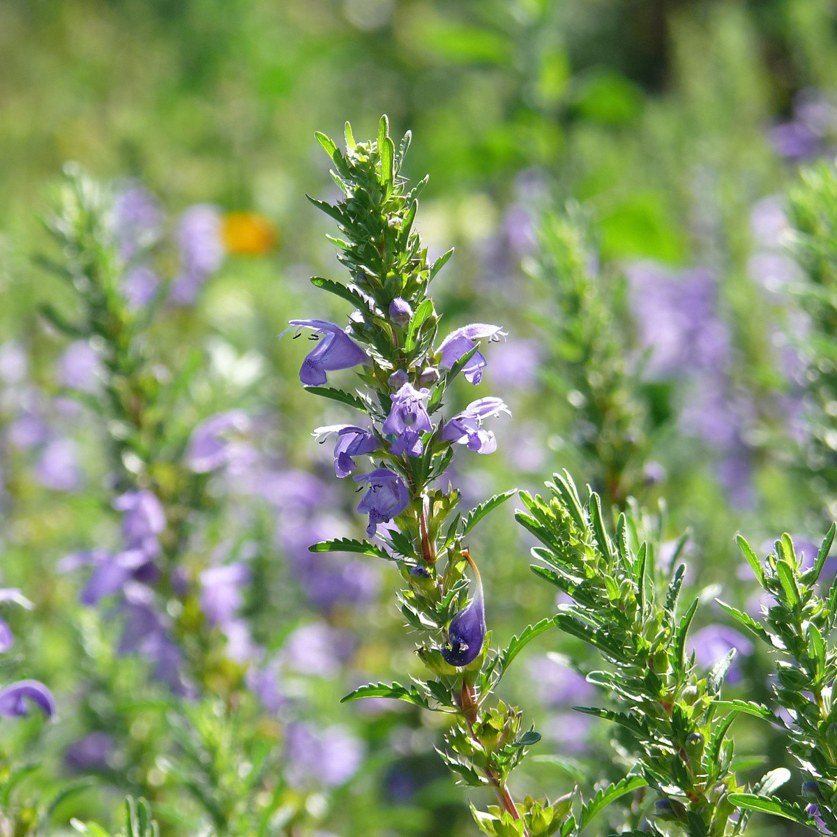 BIO olejnička iberská - Lallemantia iberica - bio osivo olejničky - 30 ks