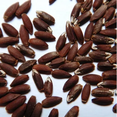 BIO olejnička iberská - Lallemantia iberica - bio osivo olejničky - 30 ks