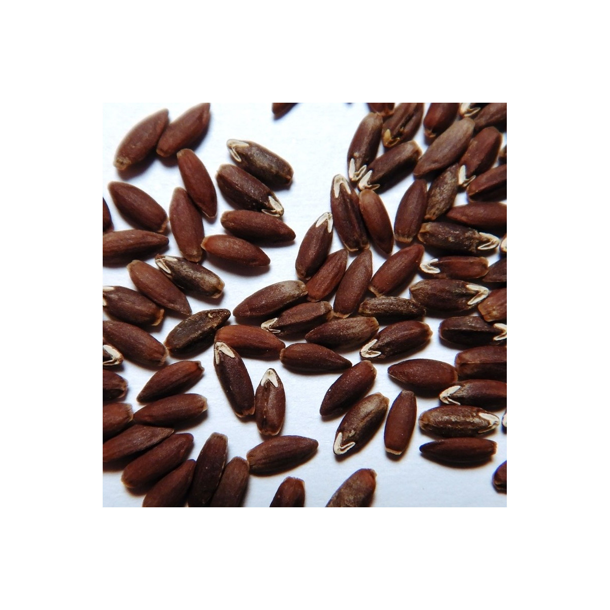 BIO olejnička iberská - Lallemantia iberica - bio osivo olejničky - 30 ks