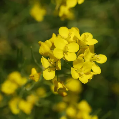 BIO Hořčice černá - Brassica nigra - bio osivo hořčice - 60 ks
