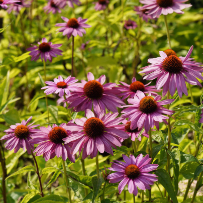 BIO Třapatkovka nachová - Echinacea purpurea - bio osivo třapatkovky - 15 ks