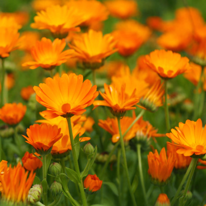 BIO Měsíček lékařský oranžový - Calendula officinalis - semena měsíčku - 30 ks