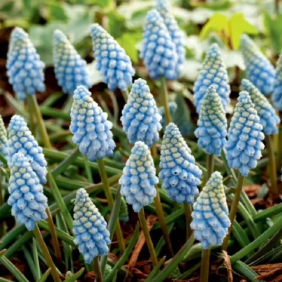 Modřenec Valerie Finish - Muscari armeniacum - cibule modřenců - 5 ks