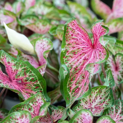 Kaládium Pink Beauty - Caladium bicolor - hlízy kaládia - 1 ks