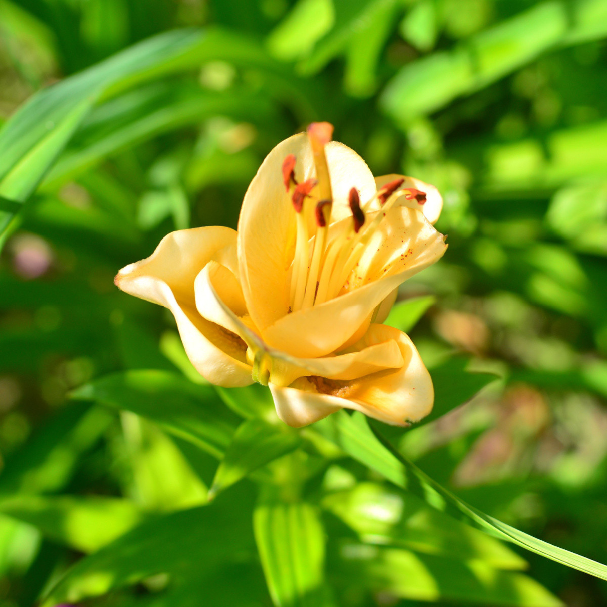 Lilie Apricot Fudge - Lilium - cibule lilií - 1 ks