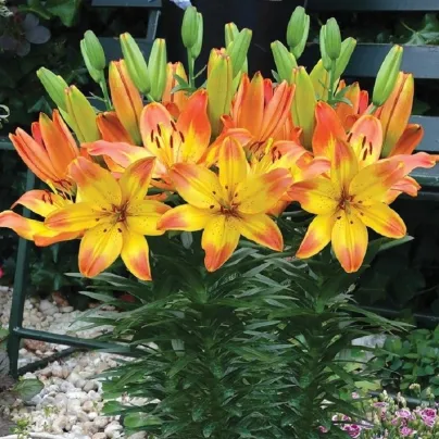 Lilie Happy Memories - Lilium - cibule lilií - 1 ks