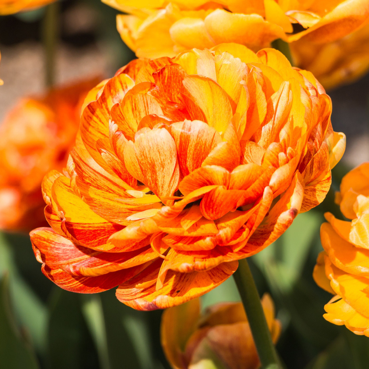 Tulipán Sunlover - Tulipa - cibule tulipánů - 3 ks