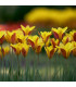 Tulipán Clusiana Chrysantha - Tulipa - cibule tulipánů - 3 ks