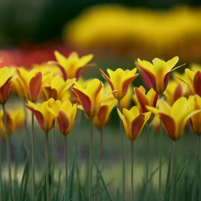 Tulipán Cynthia - Tulipa - cibule tulipánů - 3 ks