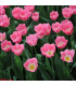 Tulipán Dynasty - Tulipa - cibule tulipánů - 3 ks