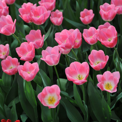 Sadba Tulipanu () Sadba Tulipanu