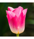 Tulipán Dynasty - Tulipa - cibule tulipánů - 3 ks