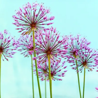 Česnek Schubertův - Allium schubertii - cibule česneků - 3 ks