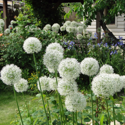Česnek Mount Everest - Allium - cibule česneků - 1 ks