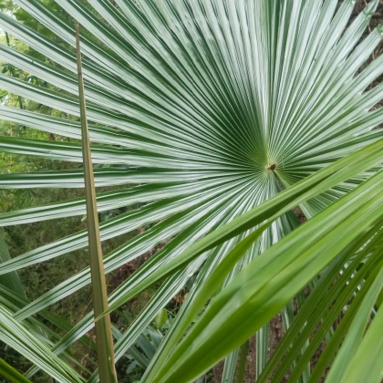 Trachykarpus žíněný - Trachycarpus fortunei x princeps - osivo palmy - 3 ks
