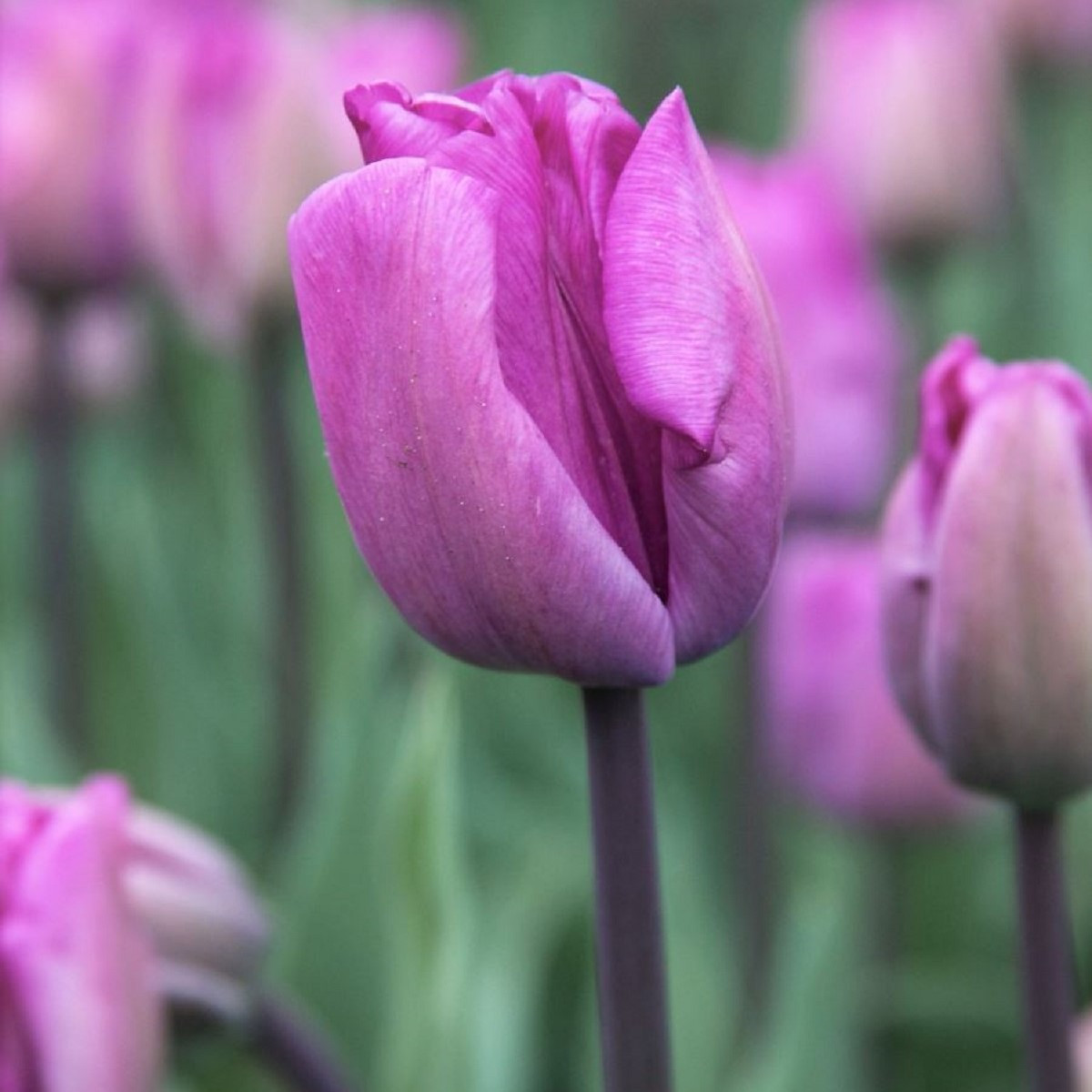 Tulipán Blue Aimable - Tulipa - cibule tulipánů - 3 ks