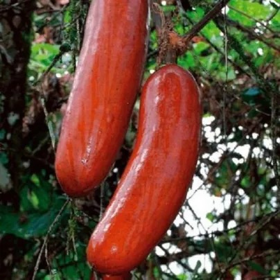 Okurka muškátová - Casabanan - Sicana odorifera - osivo muškátové okurky - 6 ks