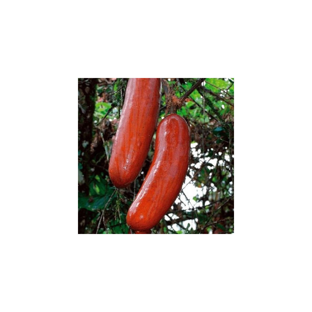 Okurka muškátová - Casabanan - Sicana odorifera - osivo muškátové okurky - 6 ks