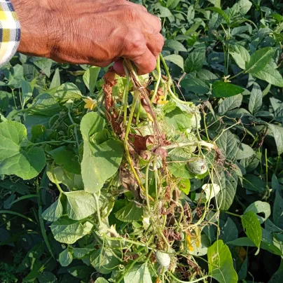 Okurka muškátová - Casabanan - Sicana odorifera - osivo muškátové okurky - 6 ks