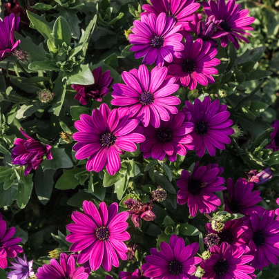 Paprskovka Purple - Osteospermum ecklonis - osivo paprskovky - 6 ks