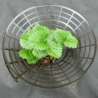 Košík pod jahody - plastový - pěstební pomůcky - 1 ks