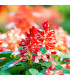 Šalvěj zářivá Red and White - Salvia splendens - osivo šalvěje - 20 ks