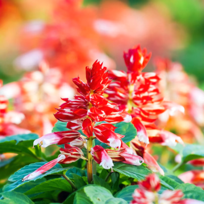 Šalvěj zářivá Red and White - Salvia splendens - osivo šalvěje - 20 ks