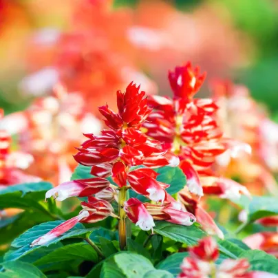 Šalvěj zářivá Red and White - Salvia splendens - osivo šalvěje - 20 ks