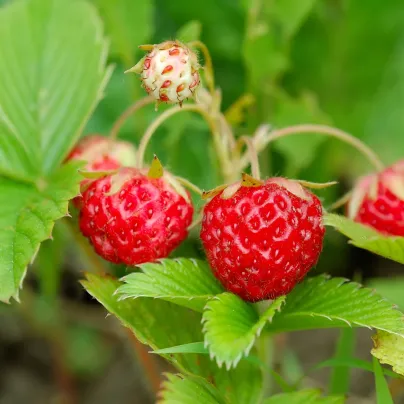 BIO jahodník stáleplodící Reine des Vallées - Fragaria ananassa - osivo jahodníku - 10 ks