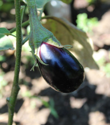 BIO Lilek Black Beauty - Solanum melongena - bio osivo lilku - 20 ks