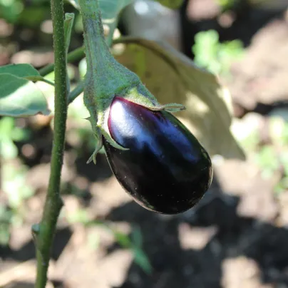 BIO Lilek Black Beauty - Solanum melongena - bio osivo lilku - 20 ks