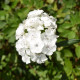 BIO Hvozdík bradatý Sweet William - Dianthus barbatus - bio osivo hvozdíku - 50 ks