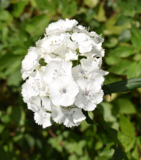BIO Hvozdík bradatý Sweet William - Dianthus barbatus - bio osivo hvozdíku - 50 ks