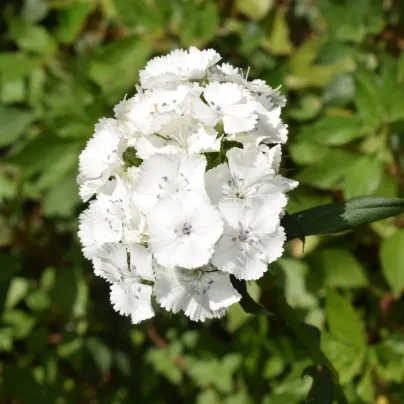 BIO Hvozdík bradatý Sweet William - Dianthus barbatus - bio osivo hvozdíku - 50 ks