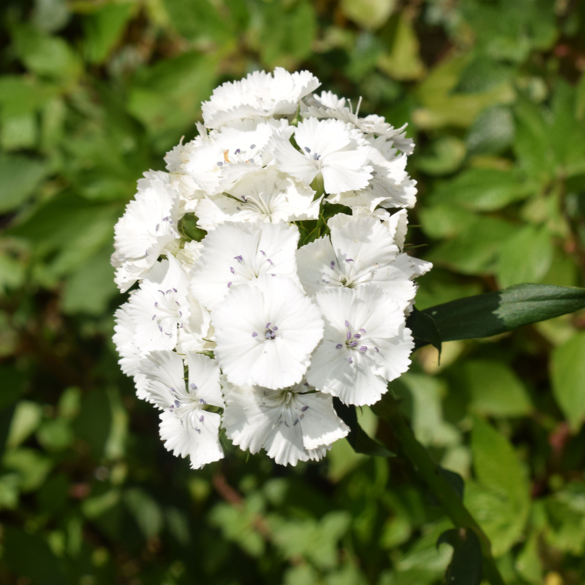 BIO Hvozdík bradatý Sweet William - Dianthus barbatus - bio osivo hvozdíku - 50 ks