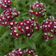 BIO Hvozdík bradatý Sweet William Chris - Dianthus barbatus - bio osivo hvozdíku - 50 ks