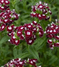BIO Hvozdík bradatý Sweet William Chris - Dianthus barbatus - bio osivo hvozdíku - 50 ks