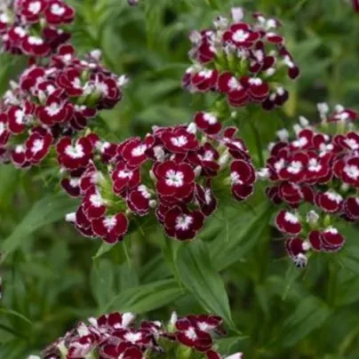 BIO Hvozdík bradatý Sweet William Chris - Dianthus barbatus - bio osivo hvozdíku - 18 ks