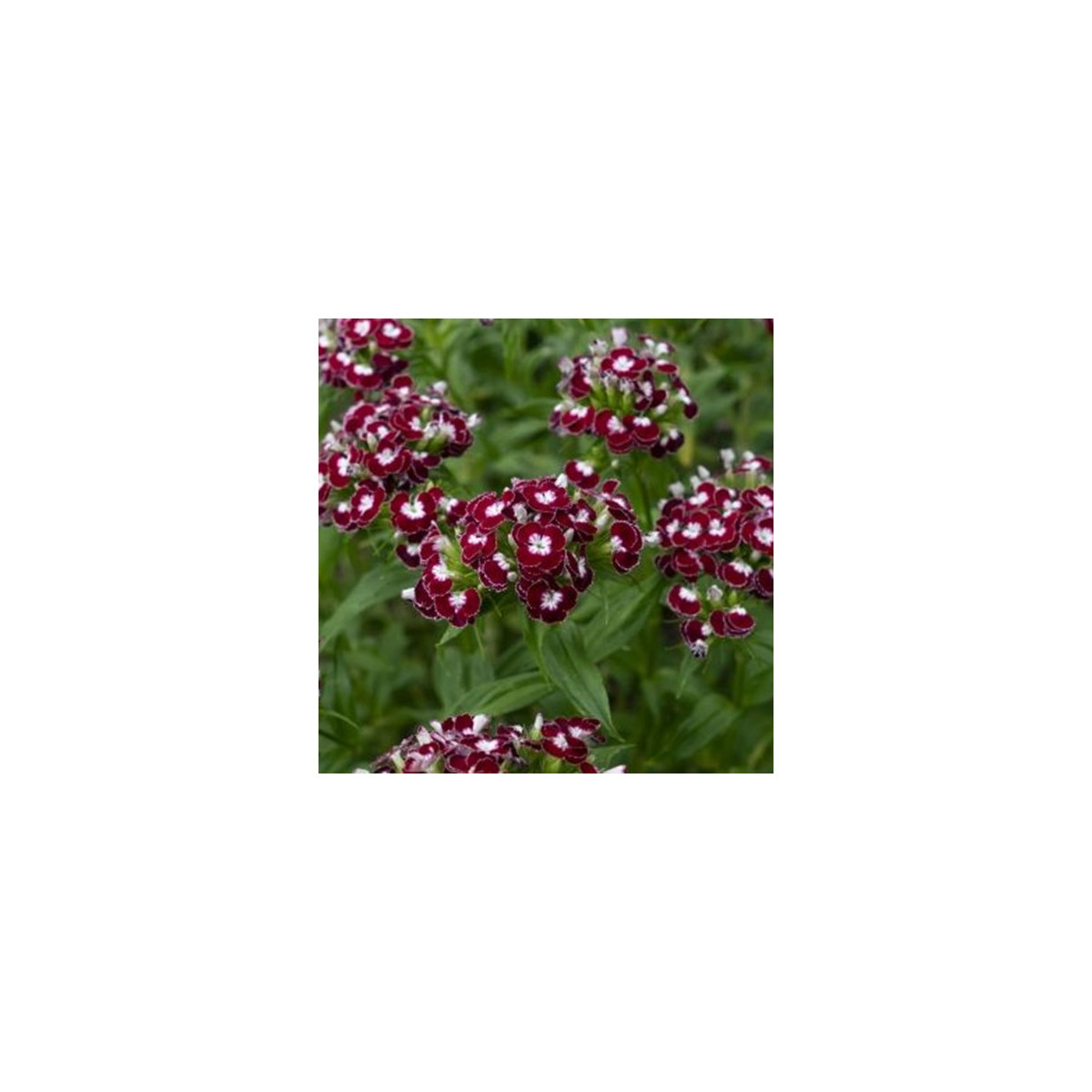 BIO Hvozdík bradatý Sweet William Chris - Dianthus barbatus - bio osivo hvozdíku - 50 ks