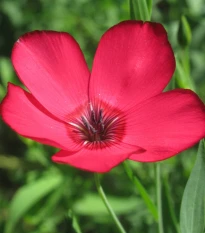 BIO Len velkokvětý červený - Linum grandiflorum - osivo lnu - 120 ks