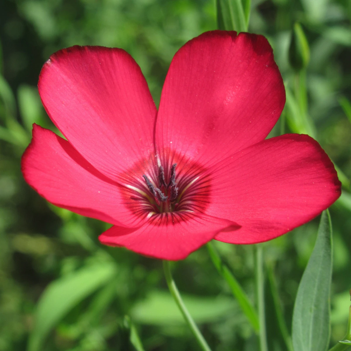 BIO Len velkokvětý červený - Linum grandiflorum - osivo lnu - 120 ks